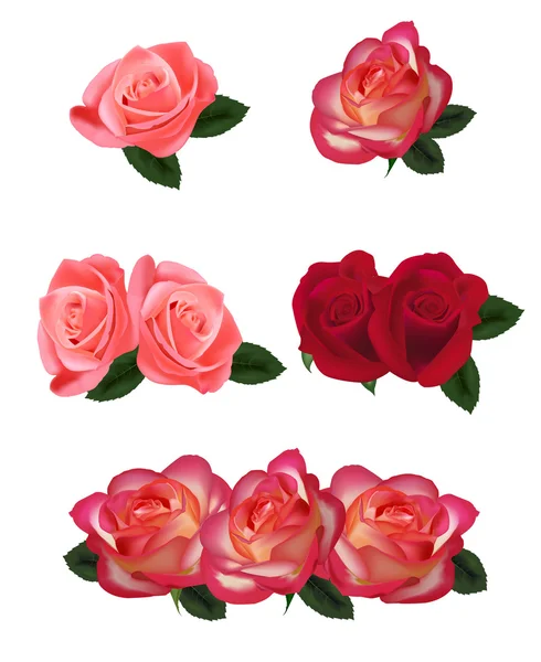 Група красивих троянд — стоковий вектор