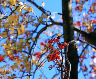 Autumn rowan