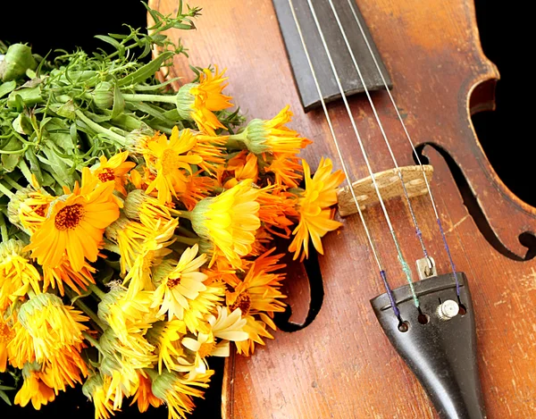 美しいバイオリン — ストック写真