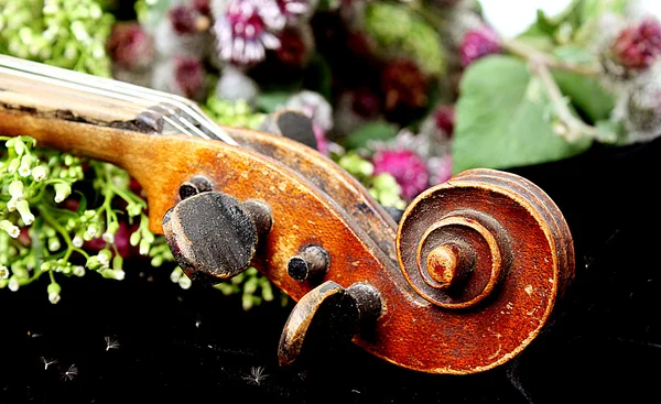 Schöne Geige — Stockfoto