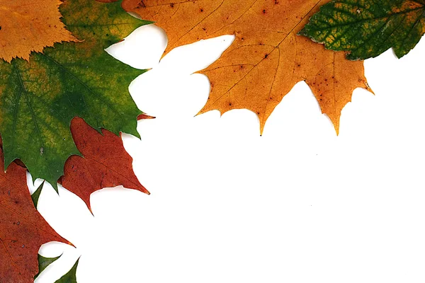 Achtergrond van herfstbladeren — Stockfoto