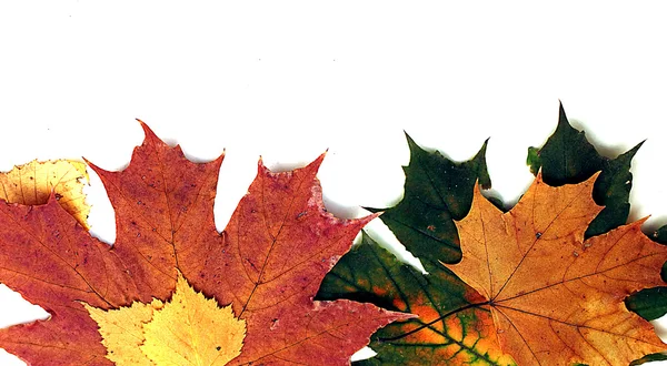 Fondo de hojas de otoño — Foto de Stock