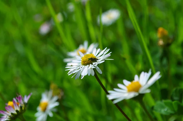 Fly on a daisy — Stock Photo, Image