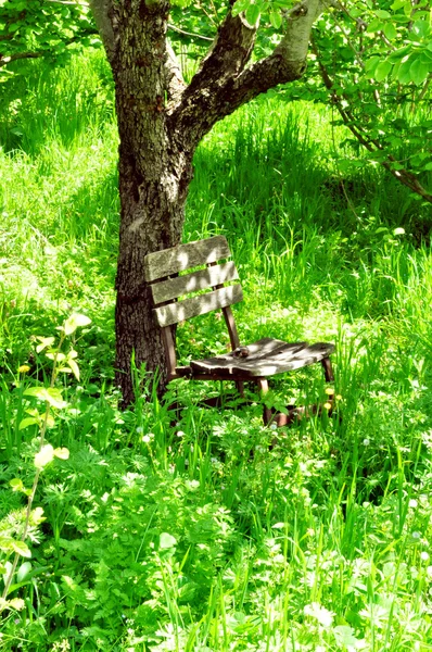 Stare krzesło pod drzewem — Zdjęcie stockowe