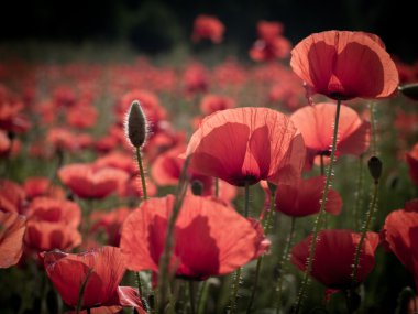 Poppy fields clipart