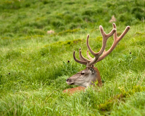 麋鹿在草丛中休息 — 图库照片
