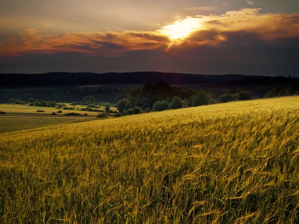 stock image Fields of wheat