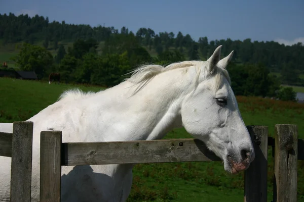Vita hästen i en ranch — Stockfoto