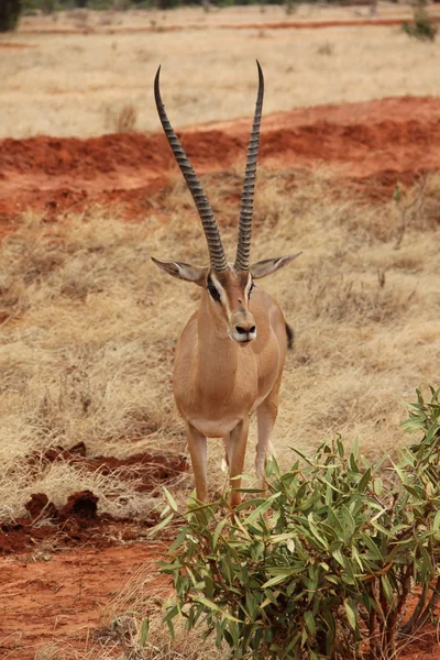 Impala no seu habitat natural — Fotografia de Stock