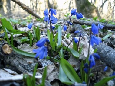 İlk Bahar çiçek. Scilla