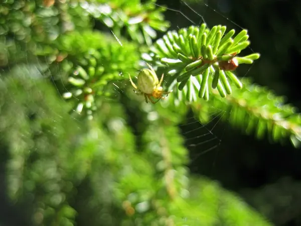 Tannenzapfen und die Spinne — Stockfoto