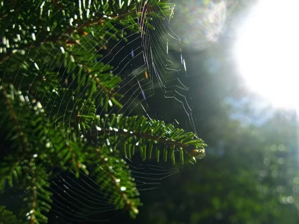 Tannenzapfen und die Spinne — Stockfoto