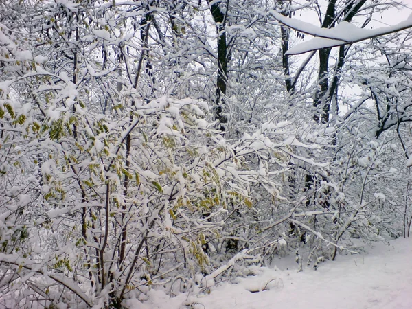 First winter snow on the bush — Stock Photo, Image