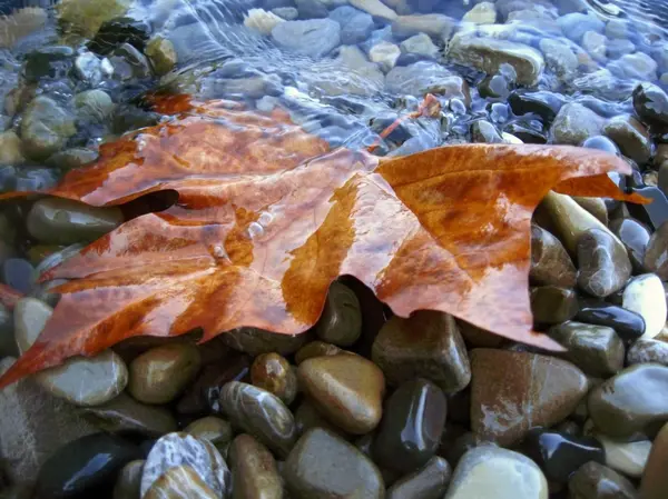 stock image Fallen red leaf on the shore