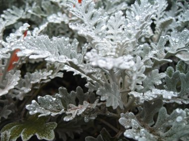 yağmur sonra çiçek yatağı. büyüyen cineraria.