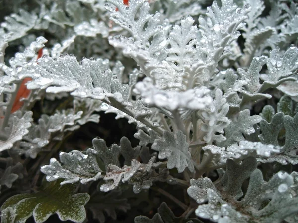 stock image Bed of flowers after rain. Cineraria growing.