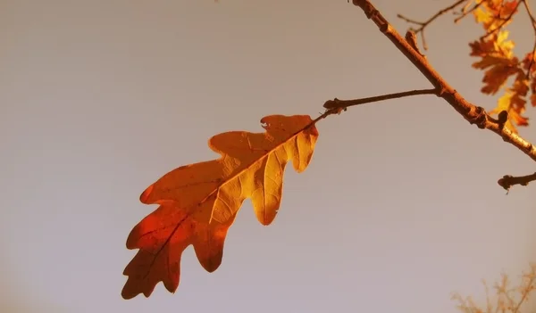 Foglie di quercia rossa e gialla sul ramo — Foto Stock