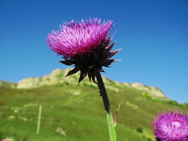 ローズと花ピンと山の背景 — ストック写真