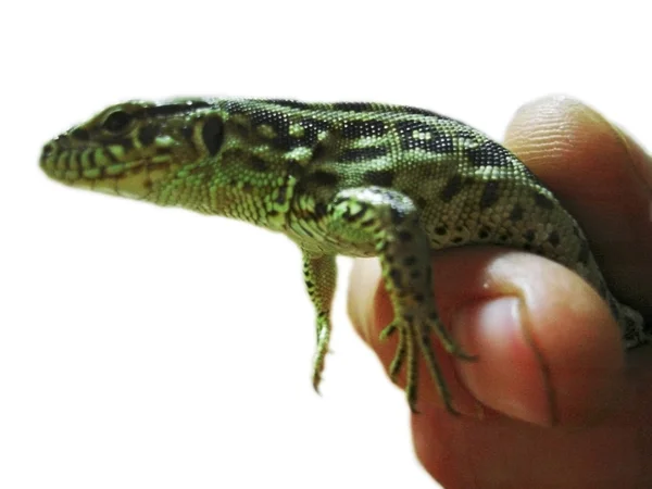 stock image Green lizard on the male fingers isolated