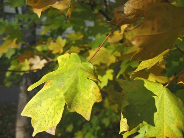 Feuilles vertes et jaunes sur l'arbre d'automne — Photo
