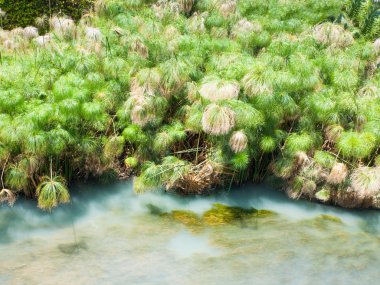 papirüs bush