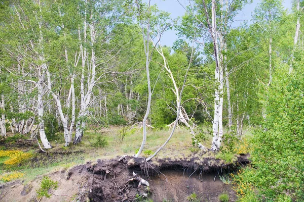 Björk grove på mjuk sluttning av vulkanen etna — Stockfoto