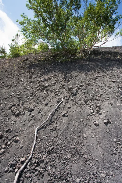 Ρίζες του δέντρου σε ρηχά ηφαιστειογενές έδαφος — Φωτογραφία Αρχείου