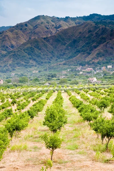Mandarijnenbomen boomgaard, Sicilië — Stockfoto