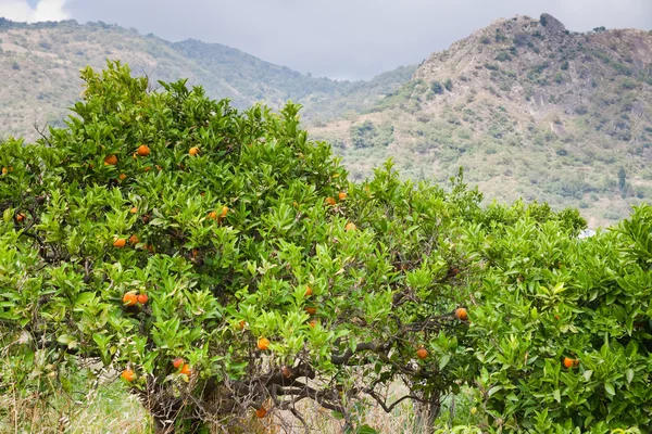 Árboles de mandarina con montañas en el fondo —  Fotos de Stock