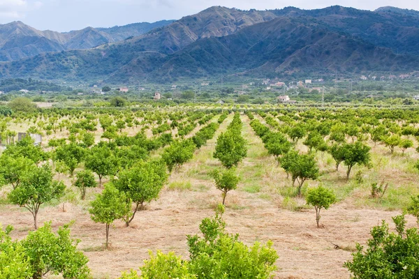 Tangerine orchard with mountains on background — Stock Photo, Image