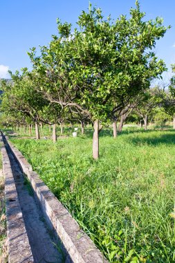 Tangerine garden in Sicily clipart