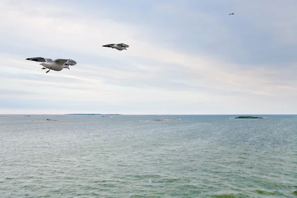 Goélands marins volant vers l'île — Photo