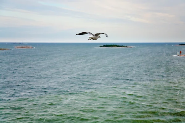 Single sea gall flying to island — Stock Photo, Image