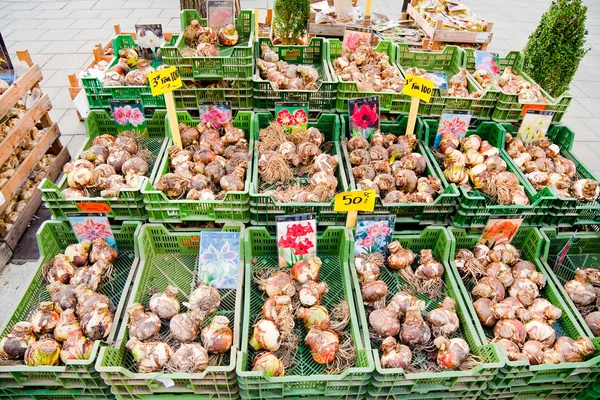 Tulip bulbs sales on street market — Stock Photo, Image