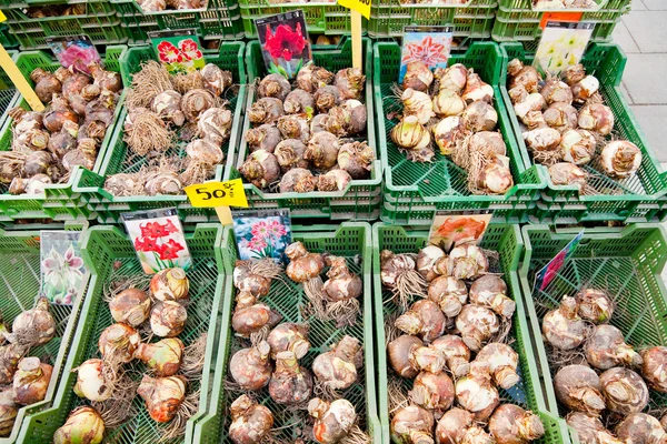 Tulip bollen Handelsbemiddeling in straatmarkt in stockholm, Zweden — Stockfoto