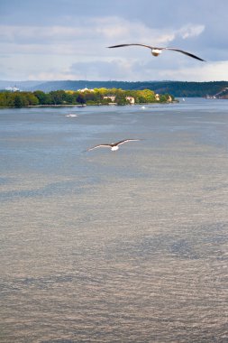 Seagull on Baltic sea shore near Stockholm clipart