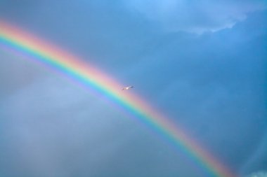 Rainbow and seagull in deep blue cloudy sky