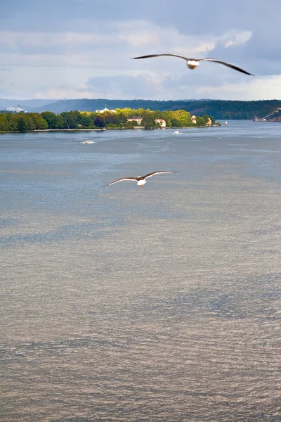 Seagull on Baltic sea shore near Stockholm — Stockfoto