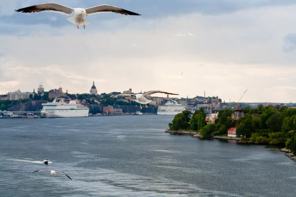 Gabbiano sulla riva del Mar Baltico vicino a Stoccolma, Svezia — Foto Stock