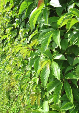 Verdant hedge