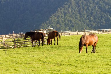 Horses, Paltinis,Romania clipart