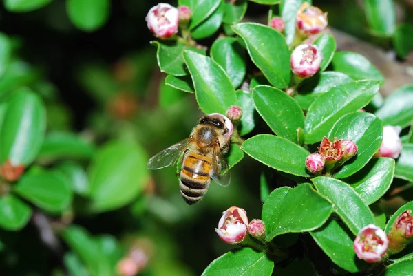 Bee blossom — Stock Photo, Image