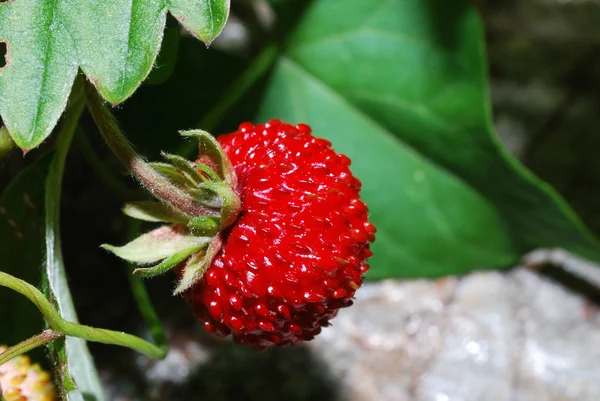 Petite fraise sauvage — Photo