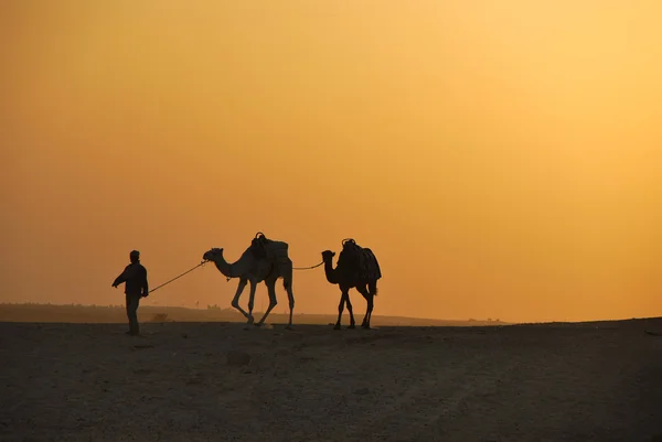 Kamel in der Wüste — Stockfoto