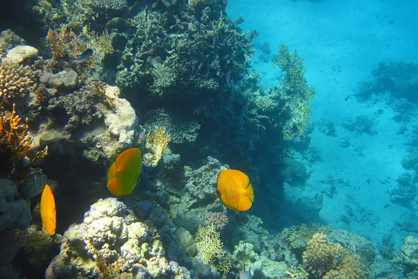 Poisson jaune dans le récif corallien — Photo