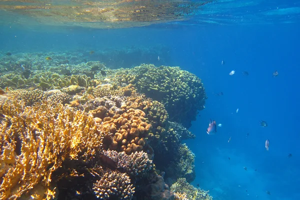 Красочный коралловый риф — стоковое фото