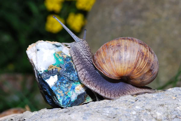蜗牛爬上矿物 — 图库照片