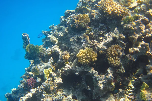 Barevný útes — Stock fotografie