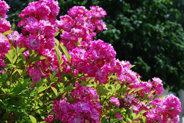 Flowerage — Stock Photo, Image