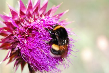 umblebee thistle çiçek